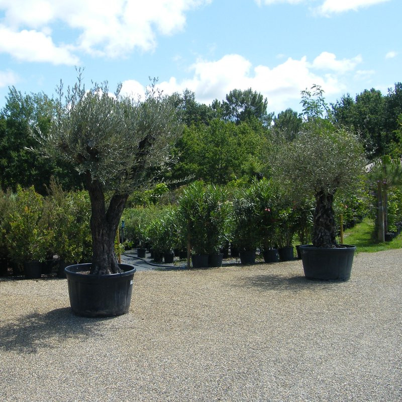 Olivier – Arbres – Pepiniere de l Airial