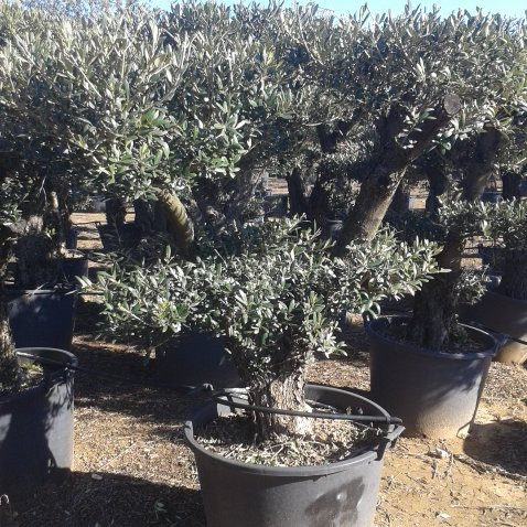 Olivier – Arbres – Pepiniere de l Airial