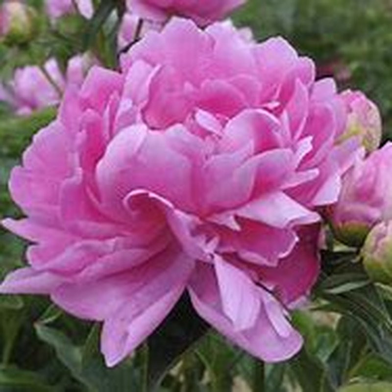 Pivoine Princess Margaret Vivaces Pepiniere de l Airial