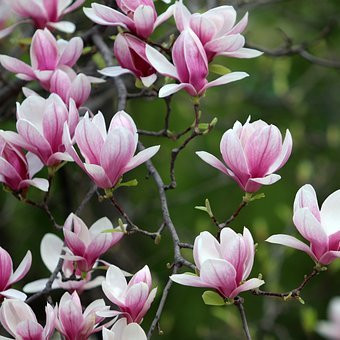 Magnolia soulangeana – Arbres – Pepiniere de l Airial