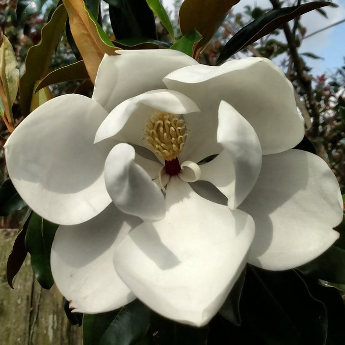 Magnolia grandiflora – Arbres – Pepiniere de l Airial