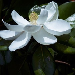 Magnolia grandiflora – Arbres – Pepiniere de l Airial