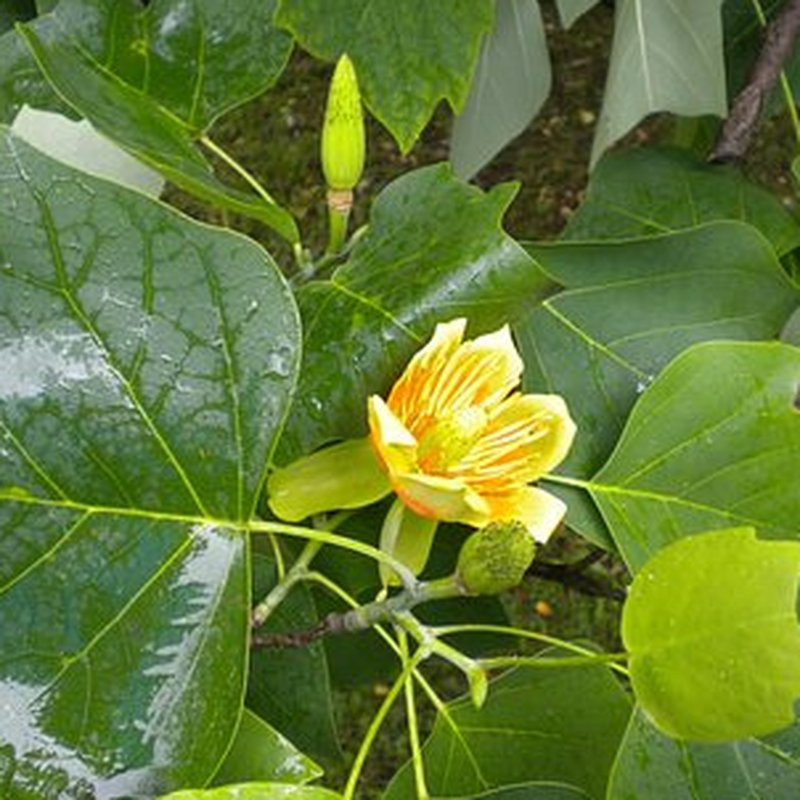 Liriodendron tulipifera – Arbres – Pepiniere de l Airial