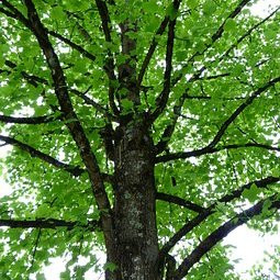 Liriodendron tulipifera – Arbres – Pepiniere de l Airial