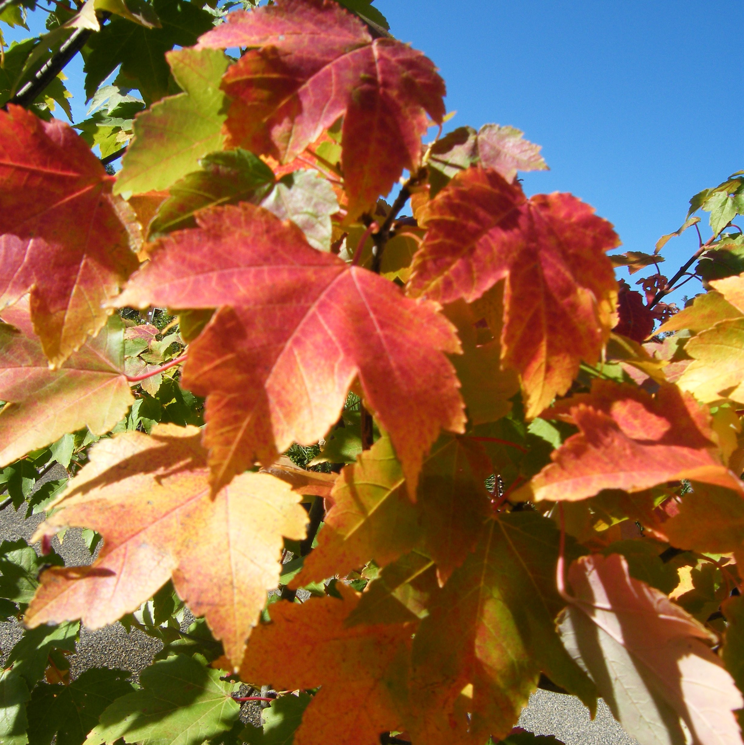 Acer rubrum October glory – Arbres – Pepiniere de l Airial