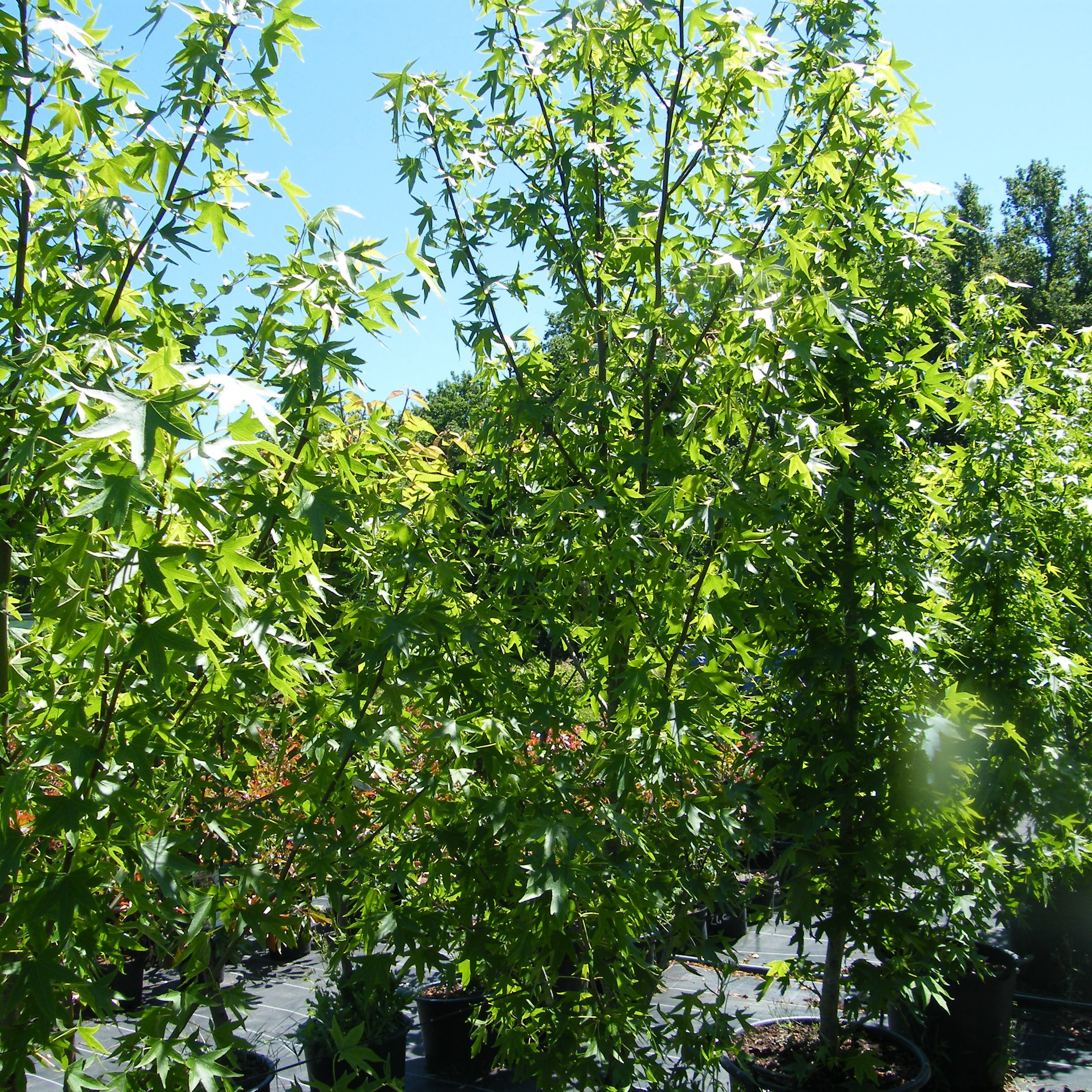 Acer rubrum October glory – Arbres – Pepiniere de l Airial