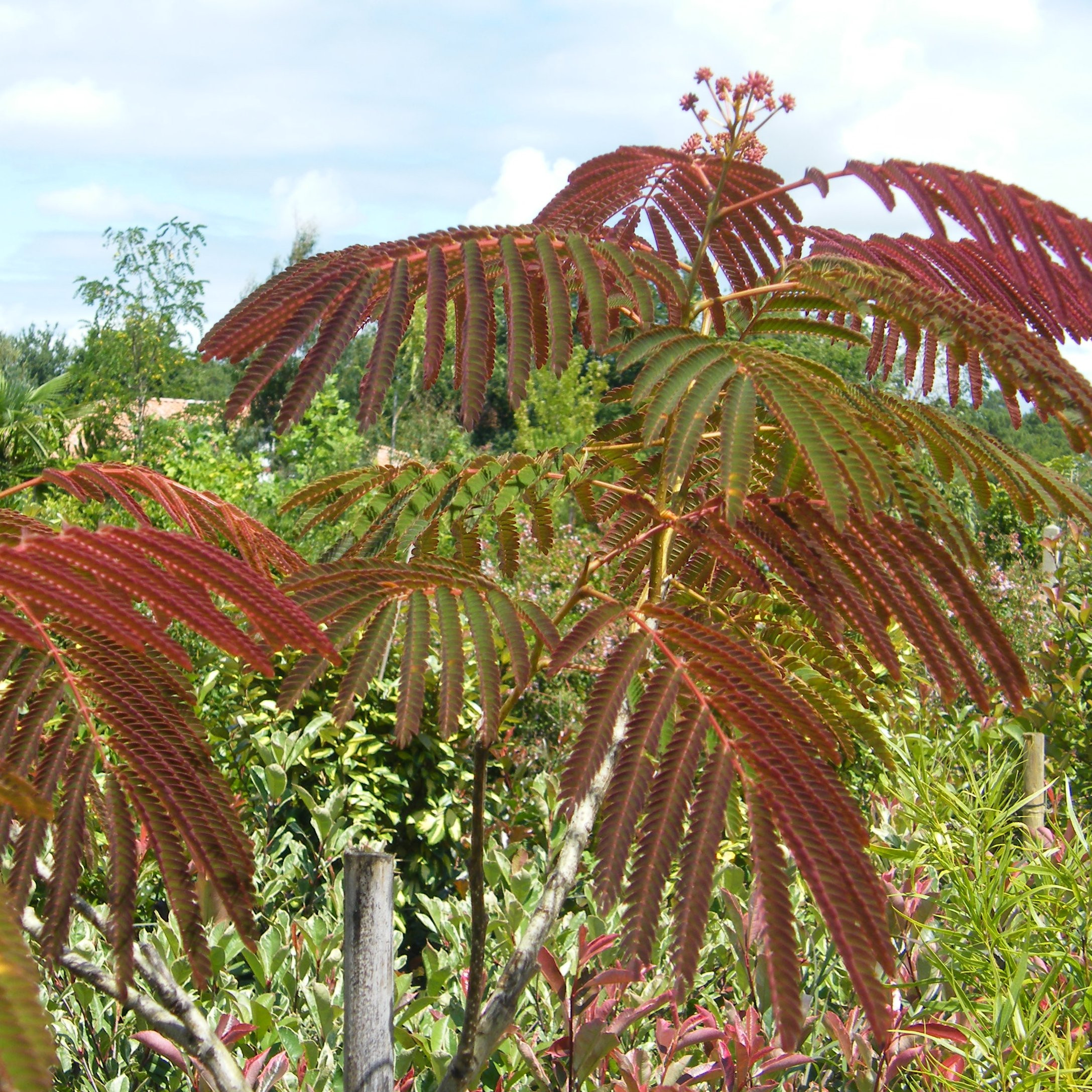 Albizia jub Summer chocolate – Arbres – Pepiniere de l Airial