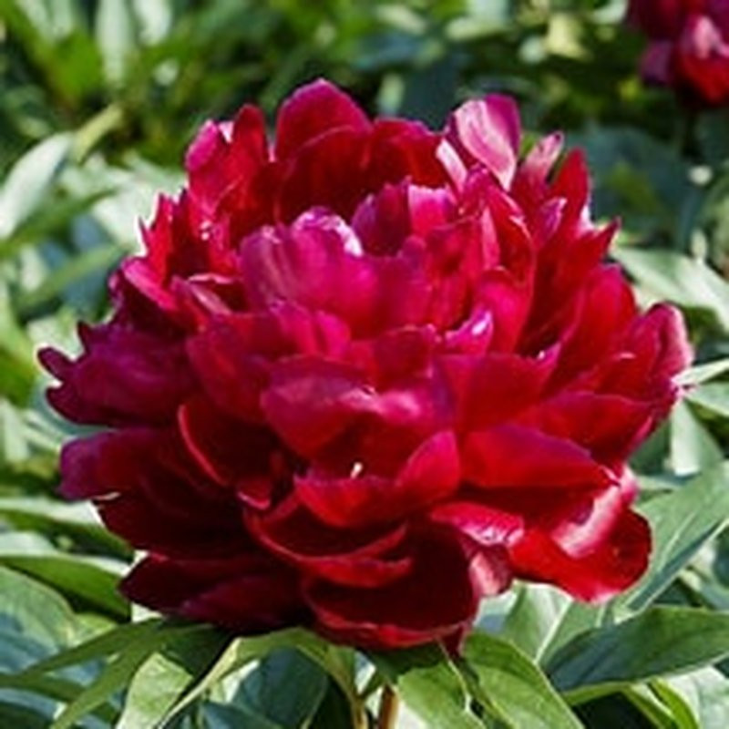 Pivoine Peter Brand Vivaces Pepiniere de l Airial