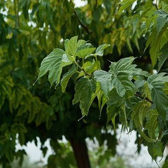 Murier platane Fruitless – Arbres – Pepiniere de l Airial