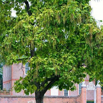 Catalpa bignonoides – Arbres – Pepiniere de l Airial