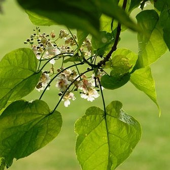 Catalpa bignonoides – Arbres – Pepiniere de l Airial