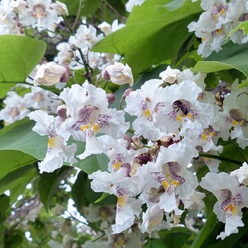 Catalpa bignonoides – Arbres – Pepiniere de l Airial