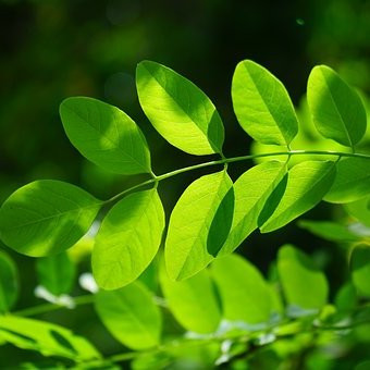 Robinier 'Casque rouge'– Arbres – Pepiniere de l Airial