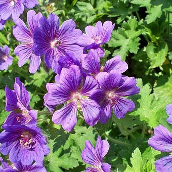 Geranium vivace Buxton s blue Vivaces Pepiniere de l Airial