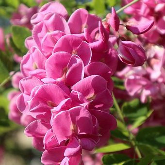 Robinier 'Casque rouge'– Arbres – Pepiniere de l Airial