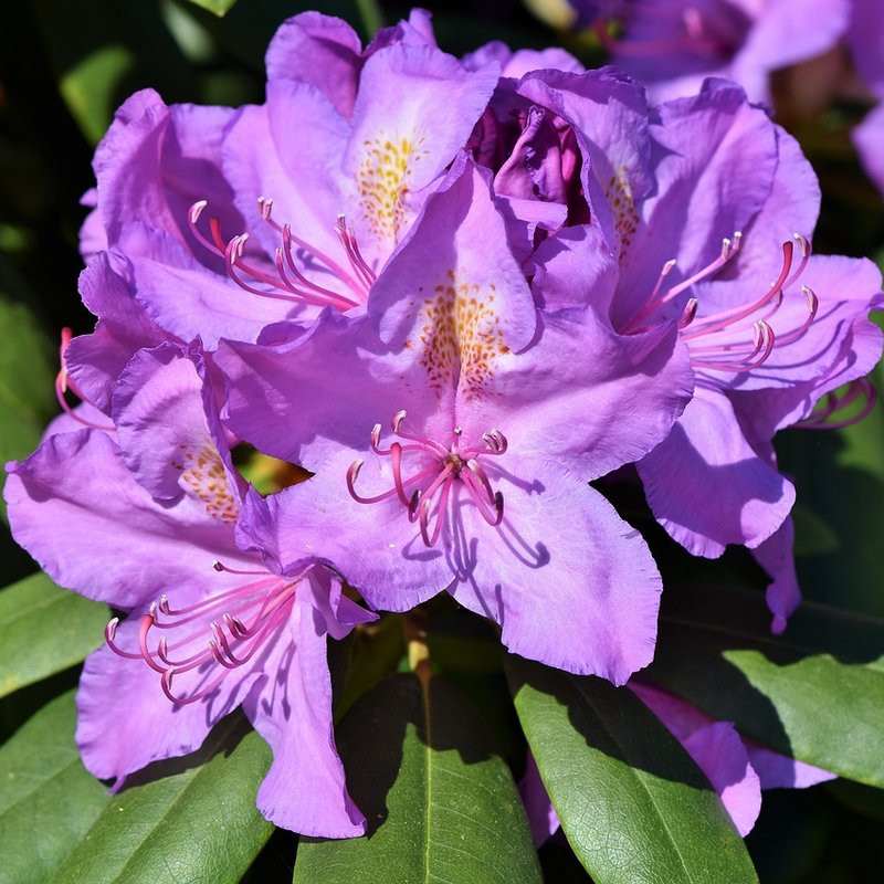 Rhododendron Pepiniere de l Airial