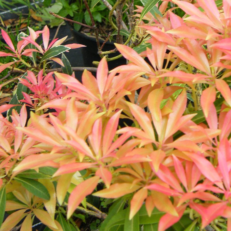 Pieris Pepiniere de l Airial