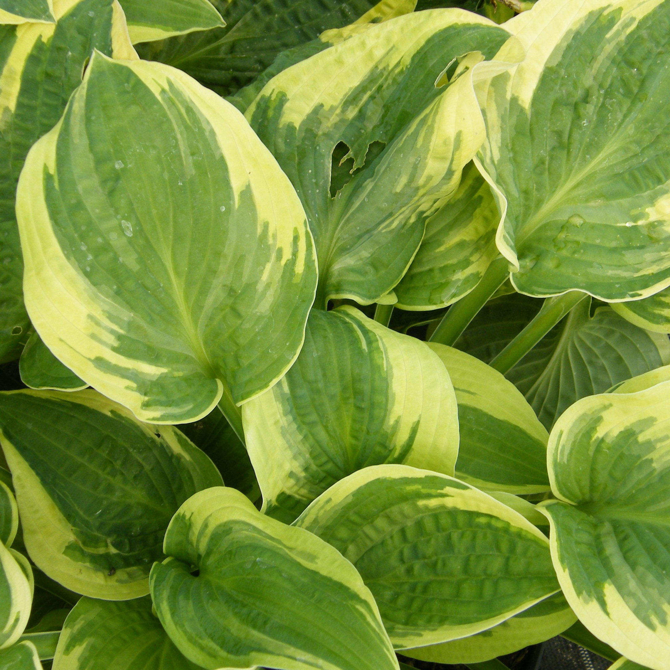 Hosta Wide brim Pepiniere de l Airial