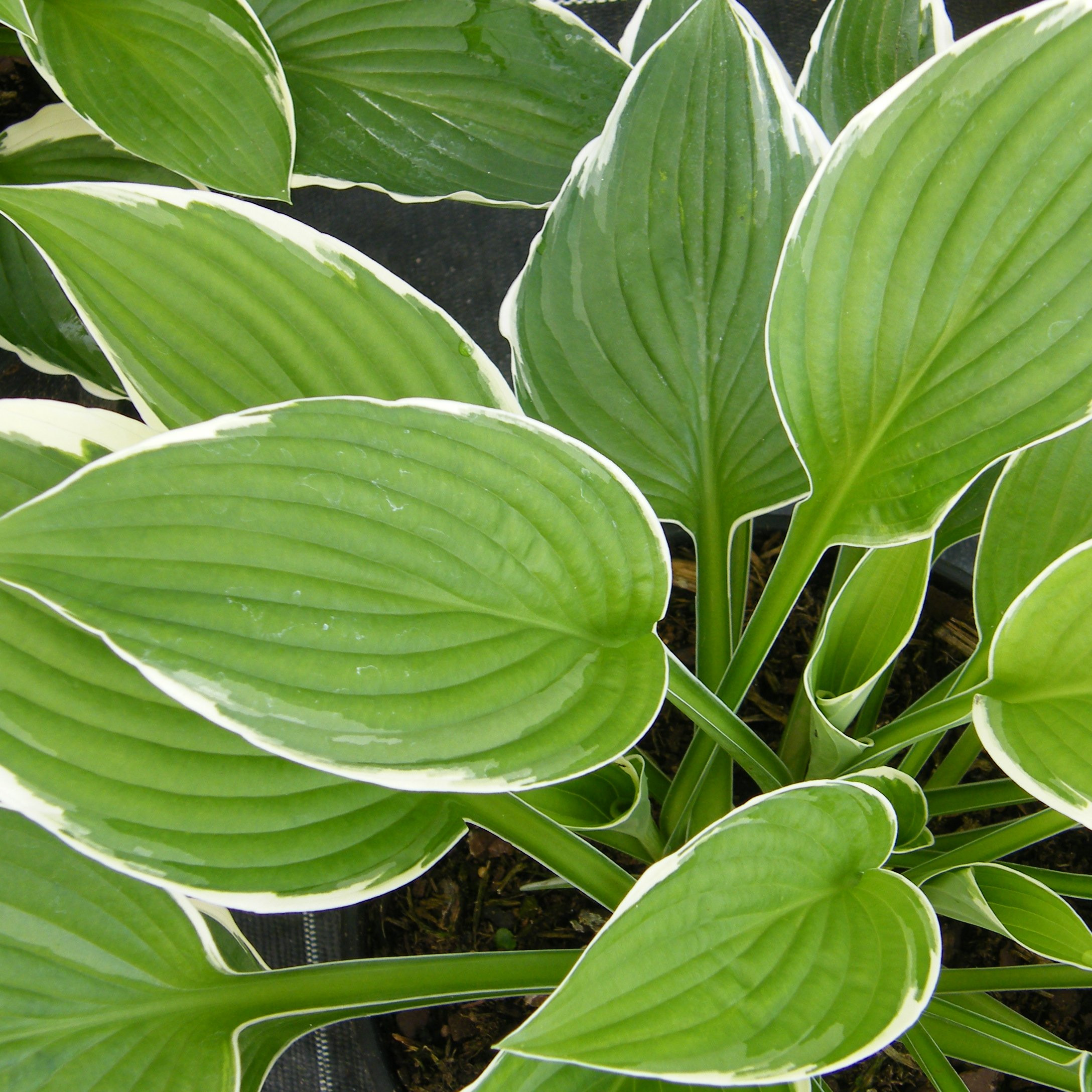 Hosta francee Pepiniere de l Airial