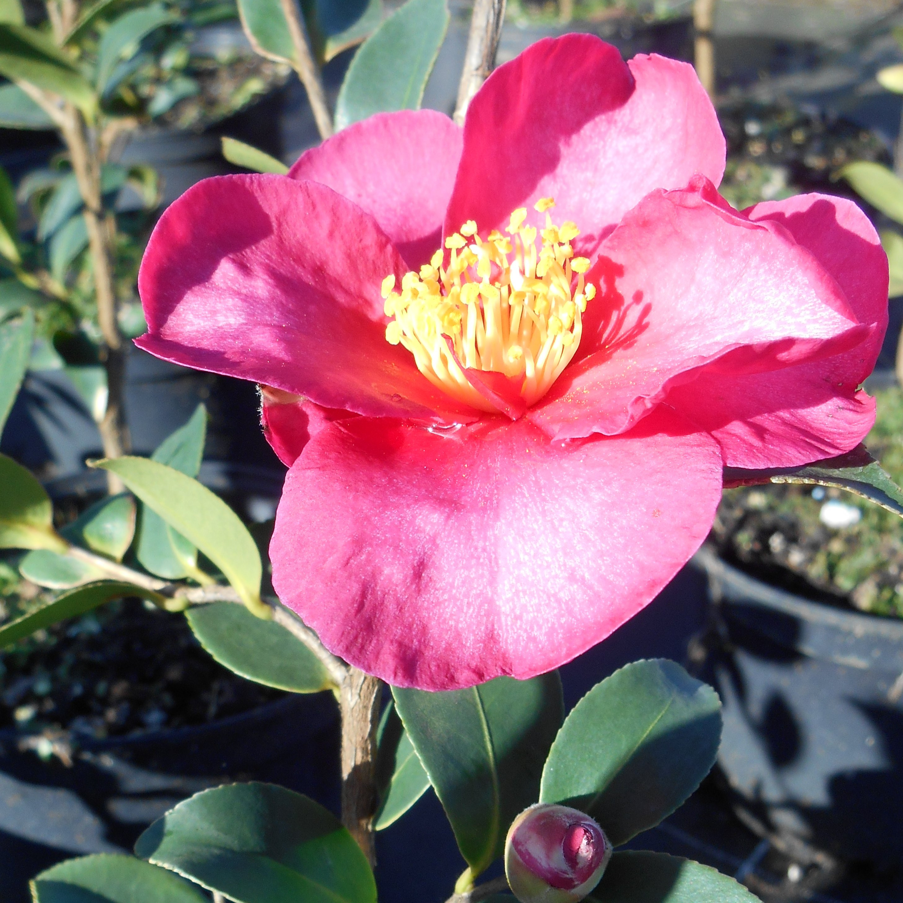 Camelia sasanqua Pepiniere de l Airial