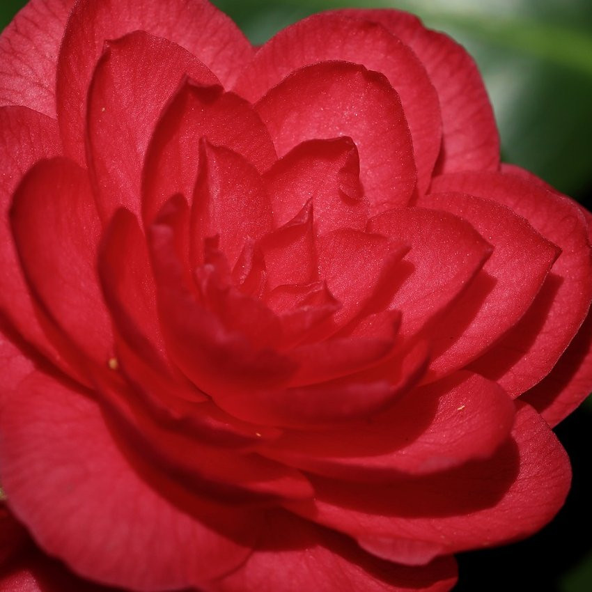 Camelia Japonica Pepiniere de l Airial