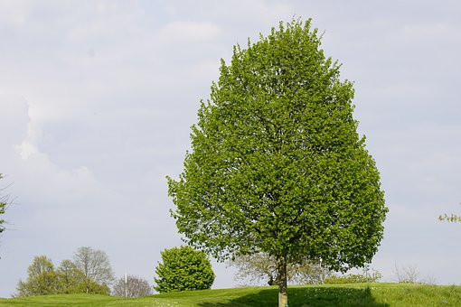 Tilia Americana Argentea – Arbres – Pepiniere de l Airial