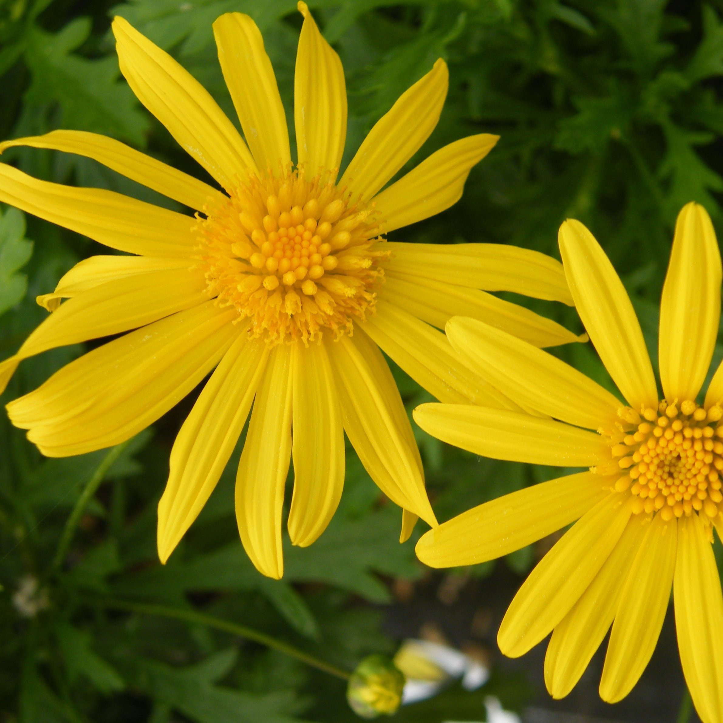 Euryops Vivaces Pepiniere de l Airial