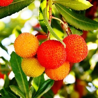 Arbutus unedo Pepiniere de l Airial