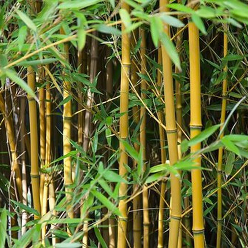Phyllostachys Aurea bambou ornemental Pepiniere de l Airial