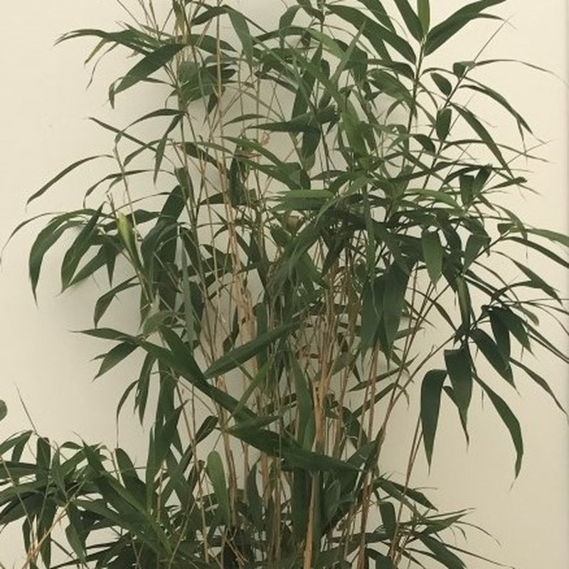 Pseudosasa japonica bambou ornemental Pepiniere de l Airial