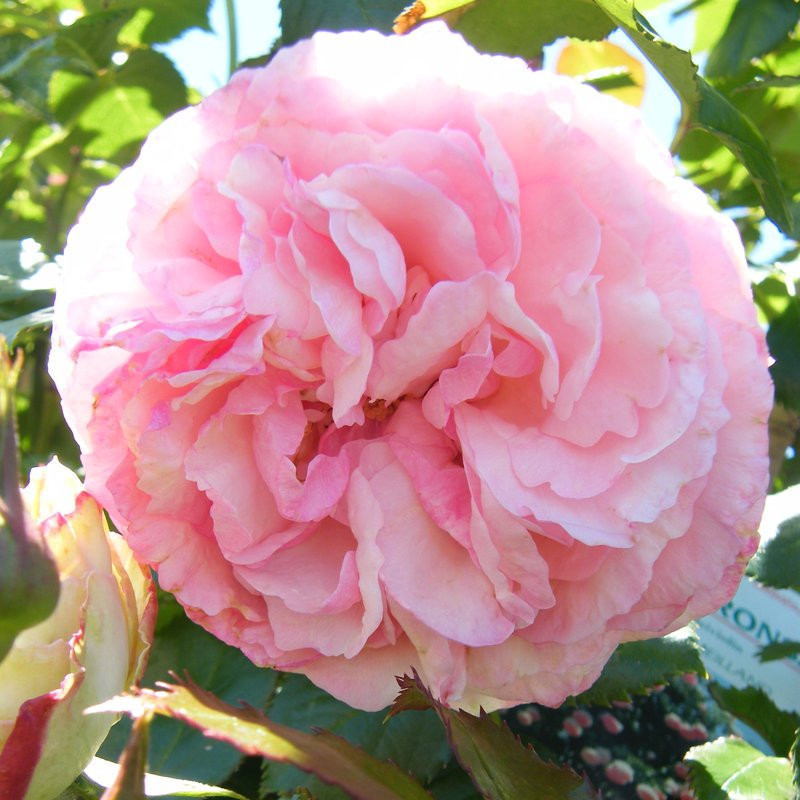 Rosier Pierre de ronsard