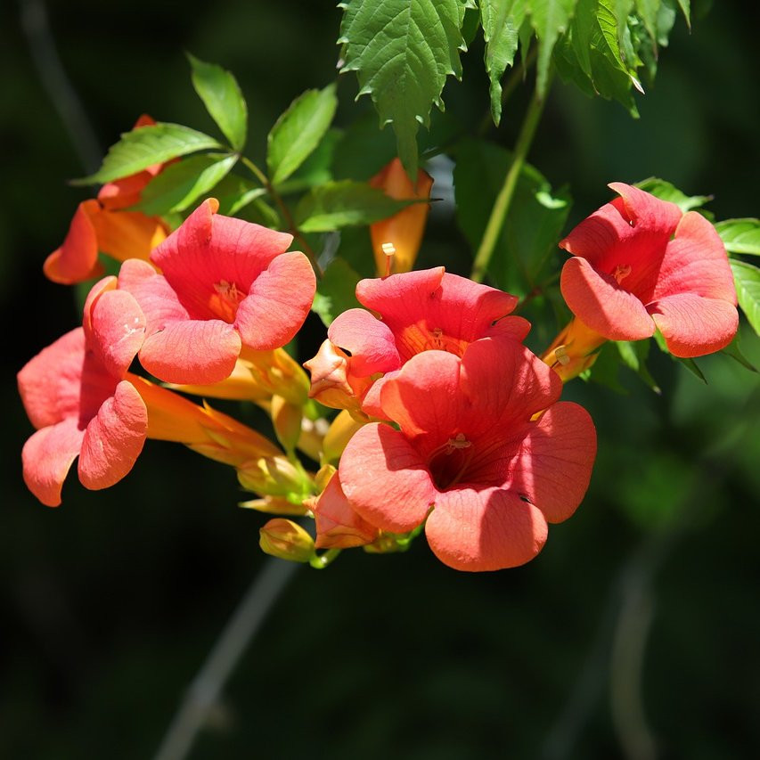 Bignone radicans Plantes grimpantes Pepiniere de l Airial