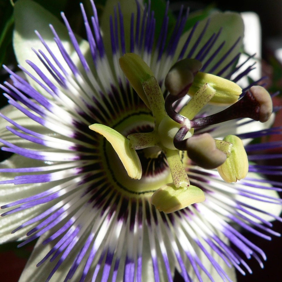 Passiflora caerulea Plantes grimpantes Pepiniere de l Airial