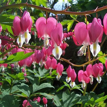 Dicentra coeur de marie Vivaces Pepiniere de l Airial