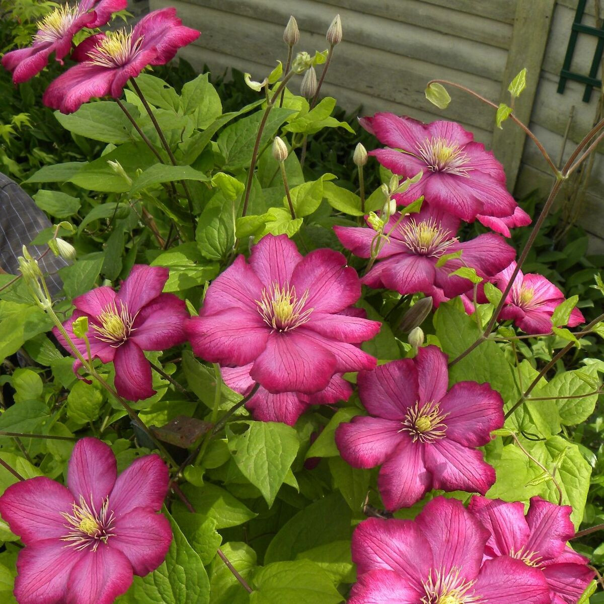 Clematite Ville de Lyon Plantes grimpantes Pepiniere de l Airial