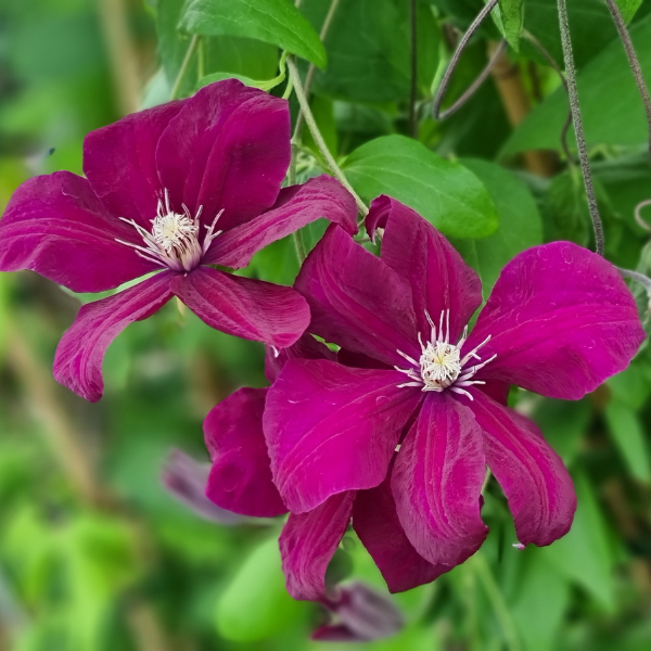 Clematite Cardinal Plantes grimpantes Pepiniere de l Airial