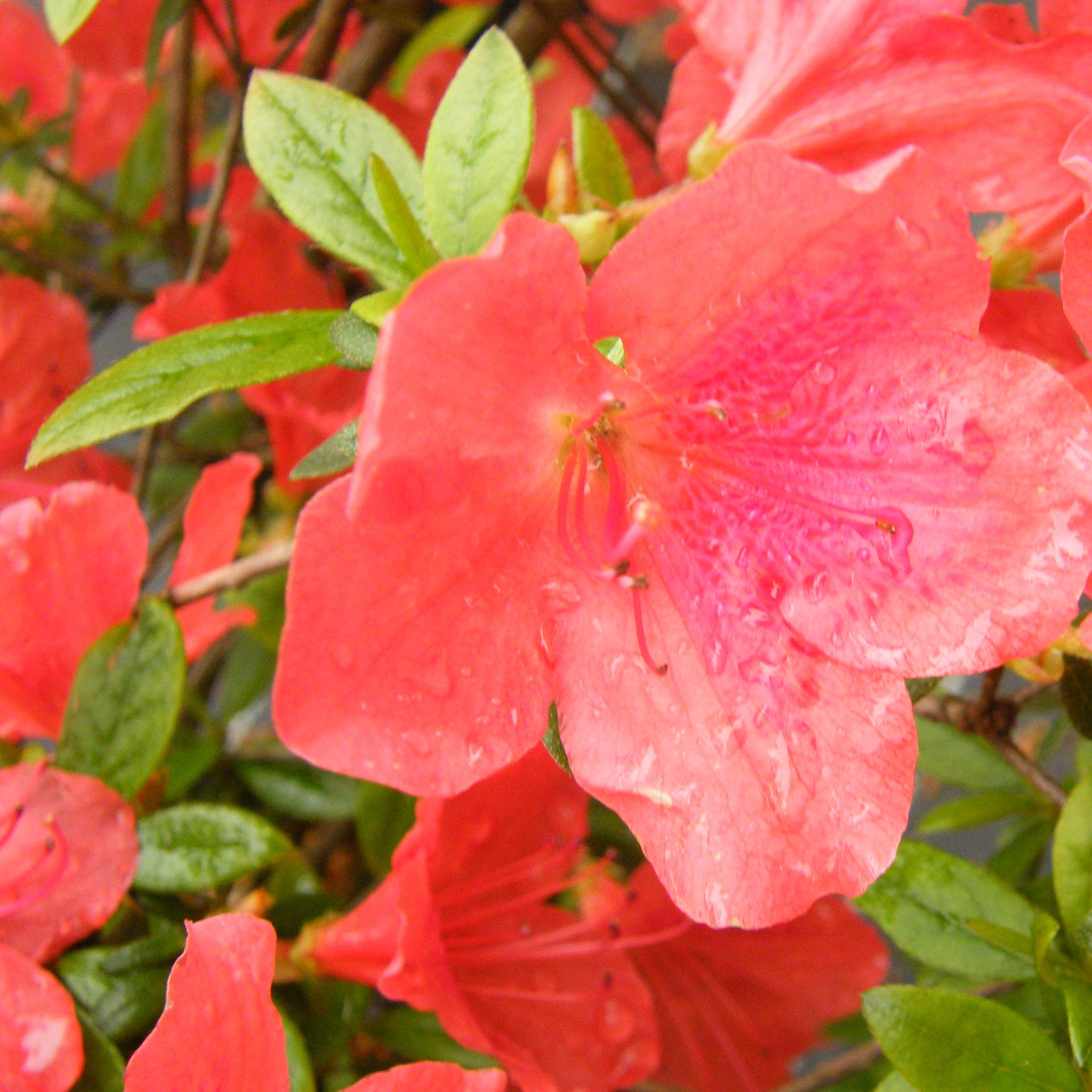 Azalee Blue Danube Pepiniere de l Airial