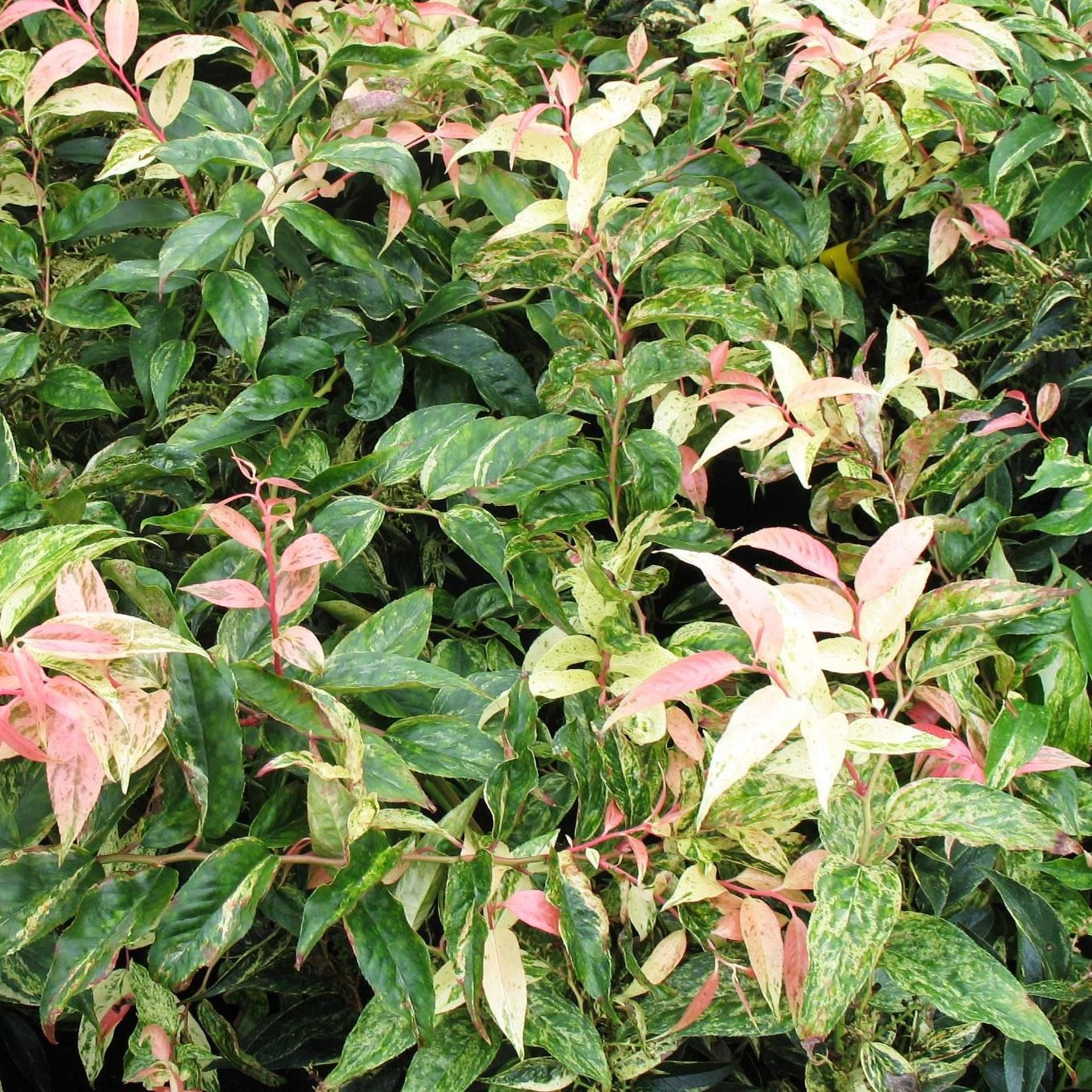 Leucothoe Walteri rainbow Pepiniere de l Airial