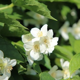Philadelphus coronarius Arbustes Pepiniere de l Airial