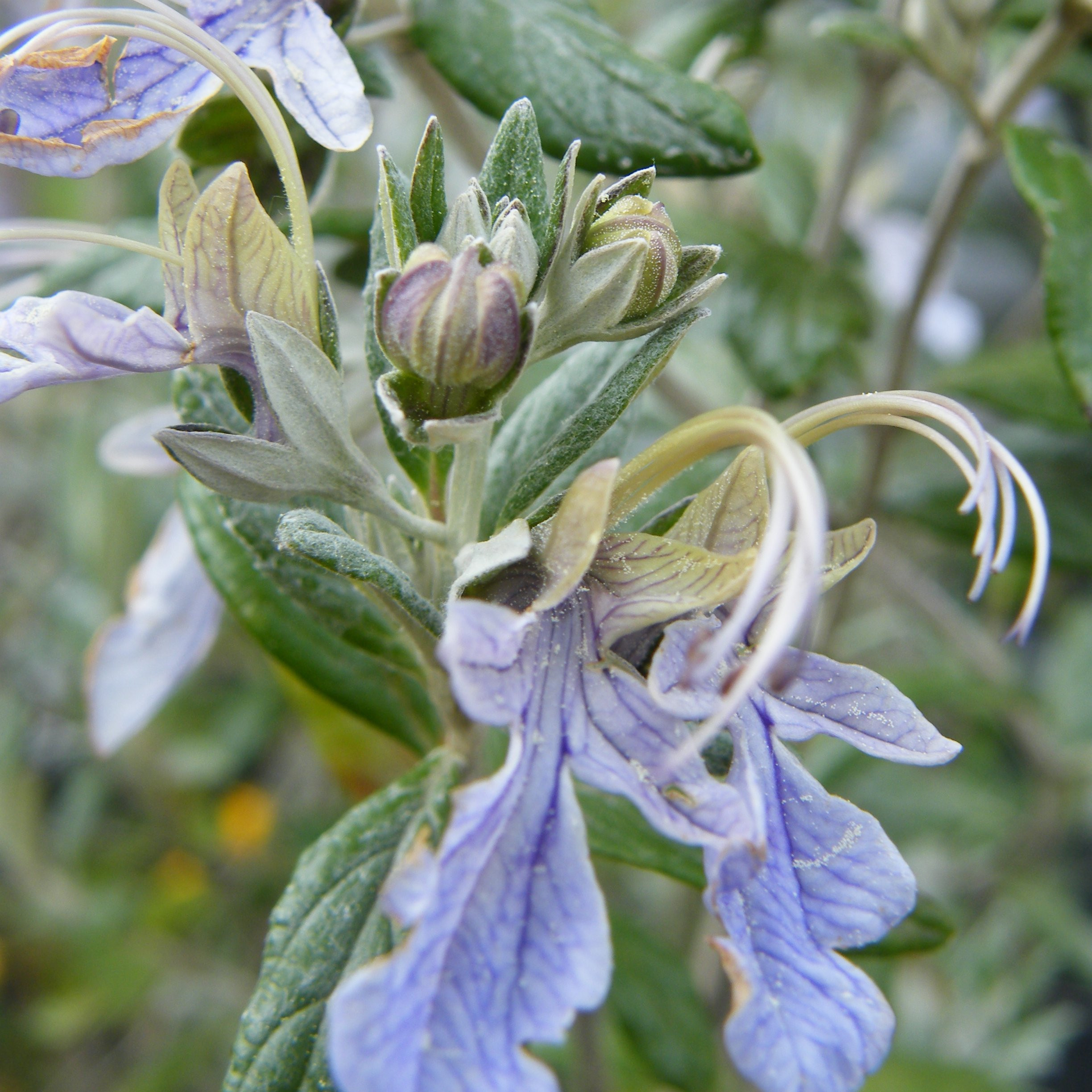 Plantes mediterraneennes