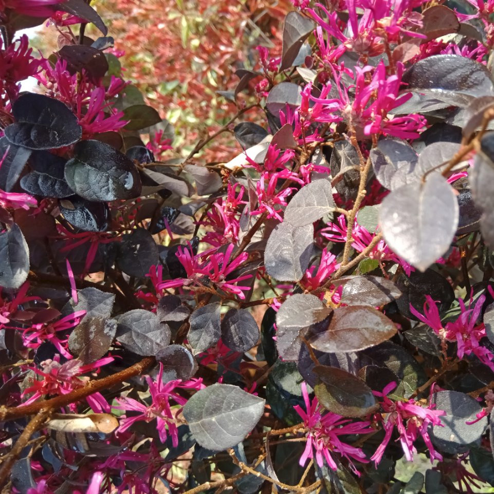 Loropetalum chinensis Arbustes Pepiniere de l Airial