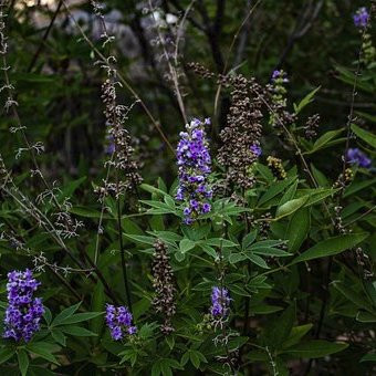 Vitex Arbustes Pepiniere de l Airial