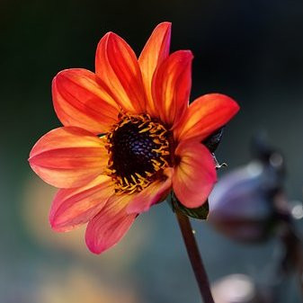 Dahlia Mystic Vivaces Pepiniere de l Airial