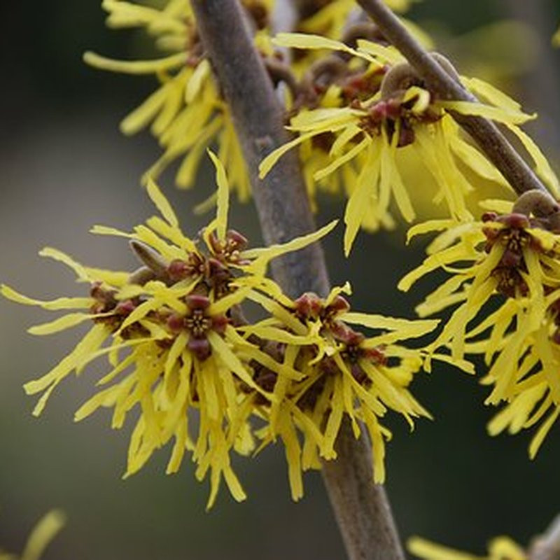 Hamamelis intermedia Arbustes Pepiniere de l Airial