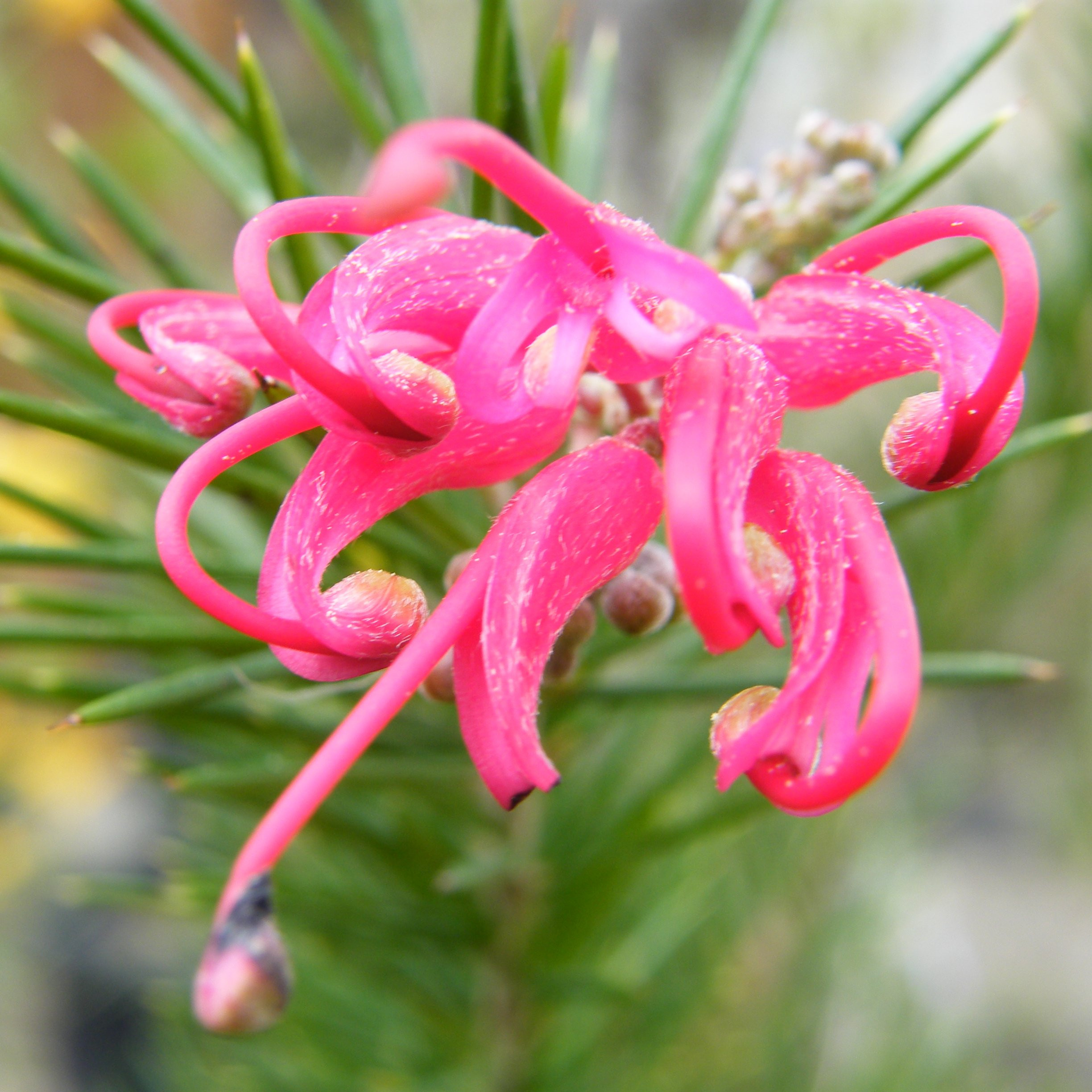Grevillea Arbustes Pepiniere de l Airial