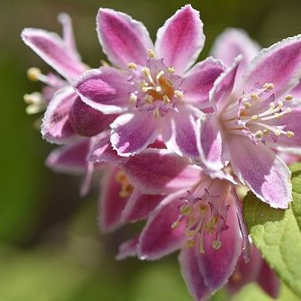 Deutzia Arbustes Pepiniere de l Airial