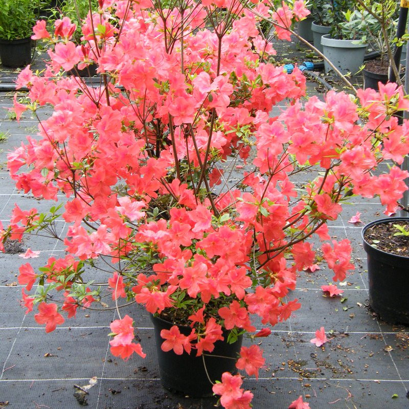 Azalee Blue Danube Pepiniere de l Airial