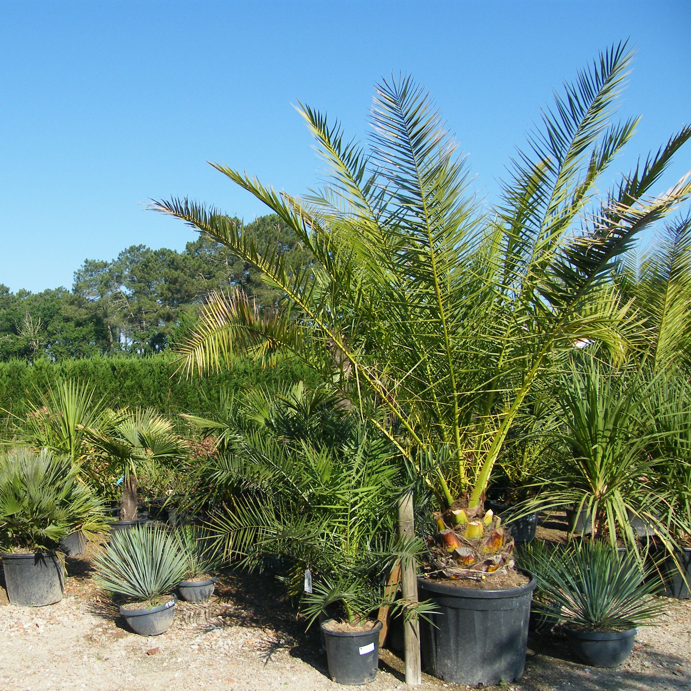Phoenix canariensis Pepiniere de l Airial