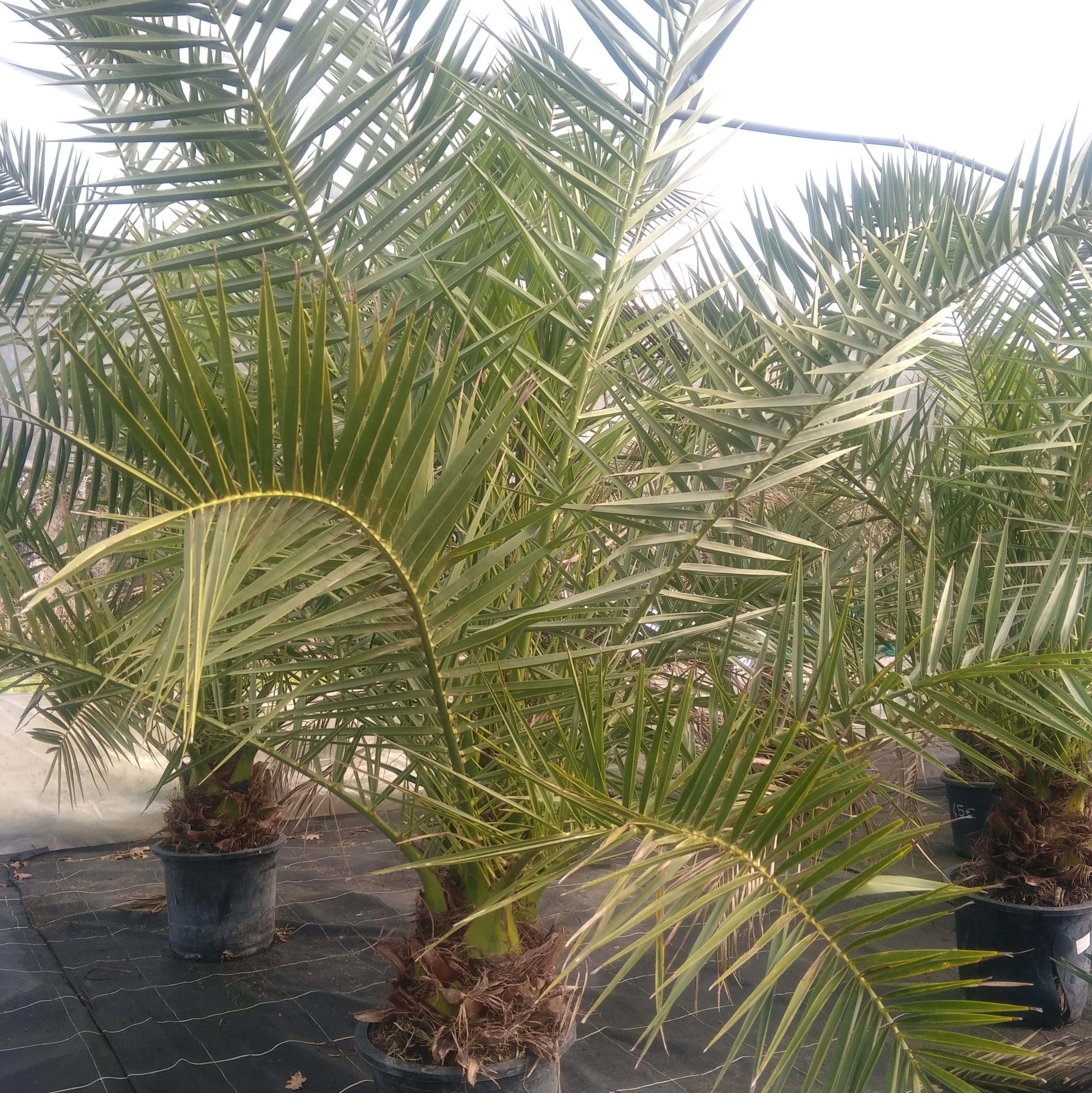 Phoenix canariensis Pepiniere de l Airial