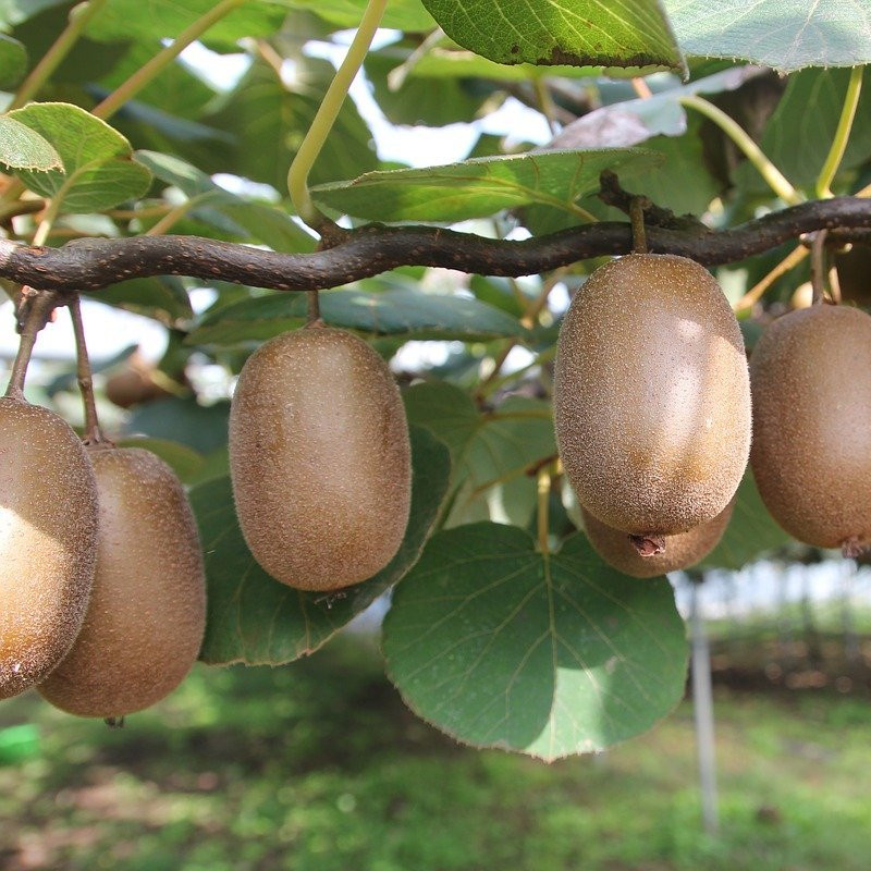 Actinidia Plantes grimpantes Pepiniere de l Airial